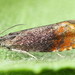 Fruitlet Mining Tortrix - Photo (c) Andrey Ponomarev, some rights reserved (CC BY-NC), uploaded by Andrey Ponomarev