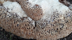 Pseudoinonotus dryadeus