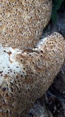 Pseudoinonotus dryadeus