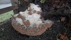 Pseudoinonotus dryadeus