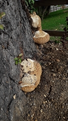 Pseudoinonotus dryadeus