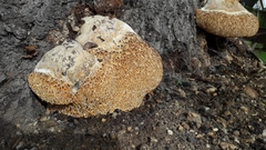 Pseudoinonotus dryadeus