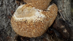 Pseudoinonotus dryadeus