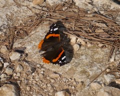 Vanessa atalanta