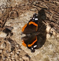 Vanessa atalanta