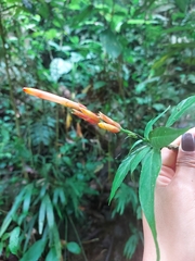 Sanchezia parviflora