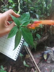 Sanchezia parviflora