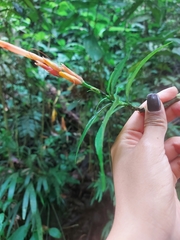 Sanchezia parviflora