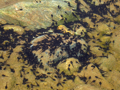 Bufotes viridis balearicus