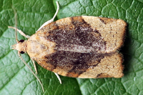 Barred Fruit-tree Tortrix, photo 3 of 9