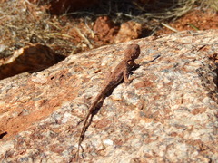 Military Dragon photo 5