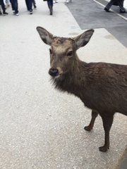 Cervus nippon