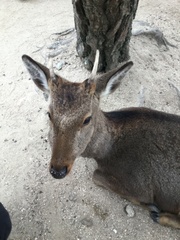 Cervus nippon