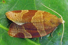 Pandemis cinnamomeana
