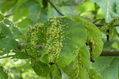 Phylloxera caryaefallax