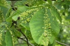 Phylloxera caryaefallax