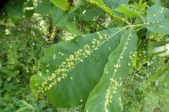 Phylloxera caryaefallax