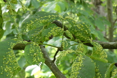 Phylloxera caryaefallax