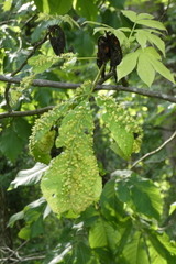 Phylloxera caryaefallax