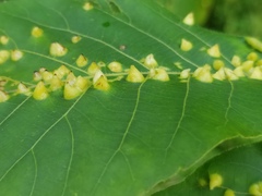 Phylloxera caryaefallax