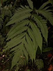 Tectariaceae