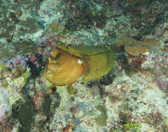 Sepia latimanus
