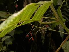 Acalypha platyphylla