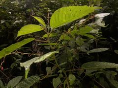 Acalypha platyphylla