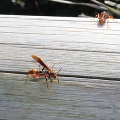 Polistes cavapytiformis