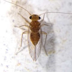 Hemipsocus chloroticus