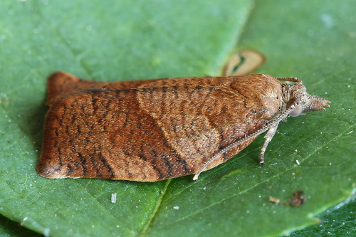 Dark Fruit-tree Tortrix
