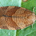 Dark Fruit-tree Tortrix - Photo (c) Andrey Ponomarev, some rights reserved (CC BY-NC), uploaded by Andrey Ponomarev