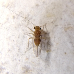 Hemipsocus chloroticus