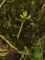 Peperomia caespitosa