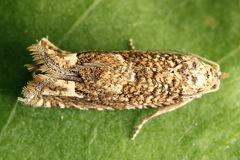 Pelochrista caecimaculana