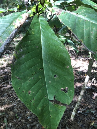 Magnolia macrophylla