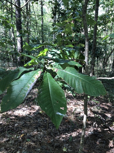 Magnolia macrophylla