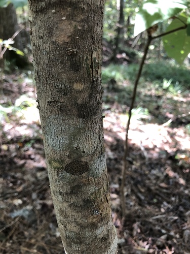 Magnolia macrophylla