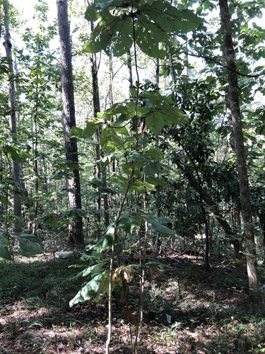 Magnolia macrophylla