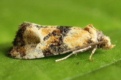 Phalonidia curvistrigana