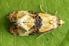 Phalonidia curvistrigana