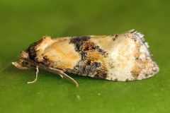 Phalonidia curvistrigana