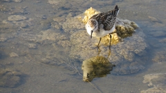 Calidris minuta