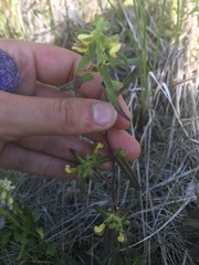 Pedicularis labradorica