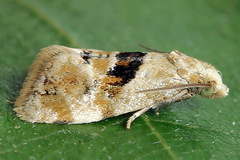 Phalonidia manniana