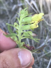 Pedicularis labradorica