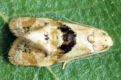 Phalonidia manniana