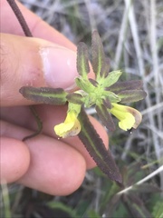 Pedicularis labradorica