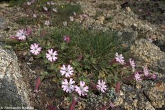 Silene foetida