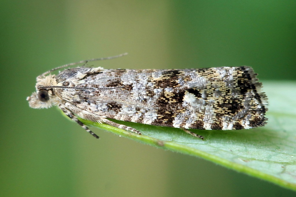 Phiaris turfosana